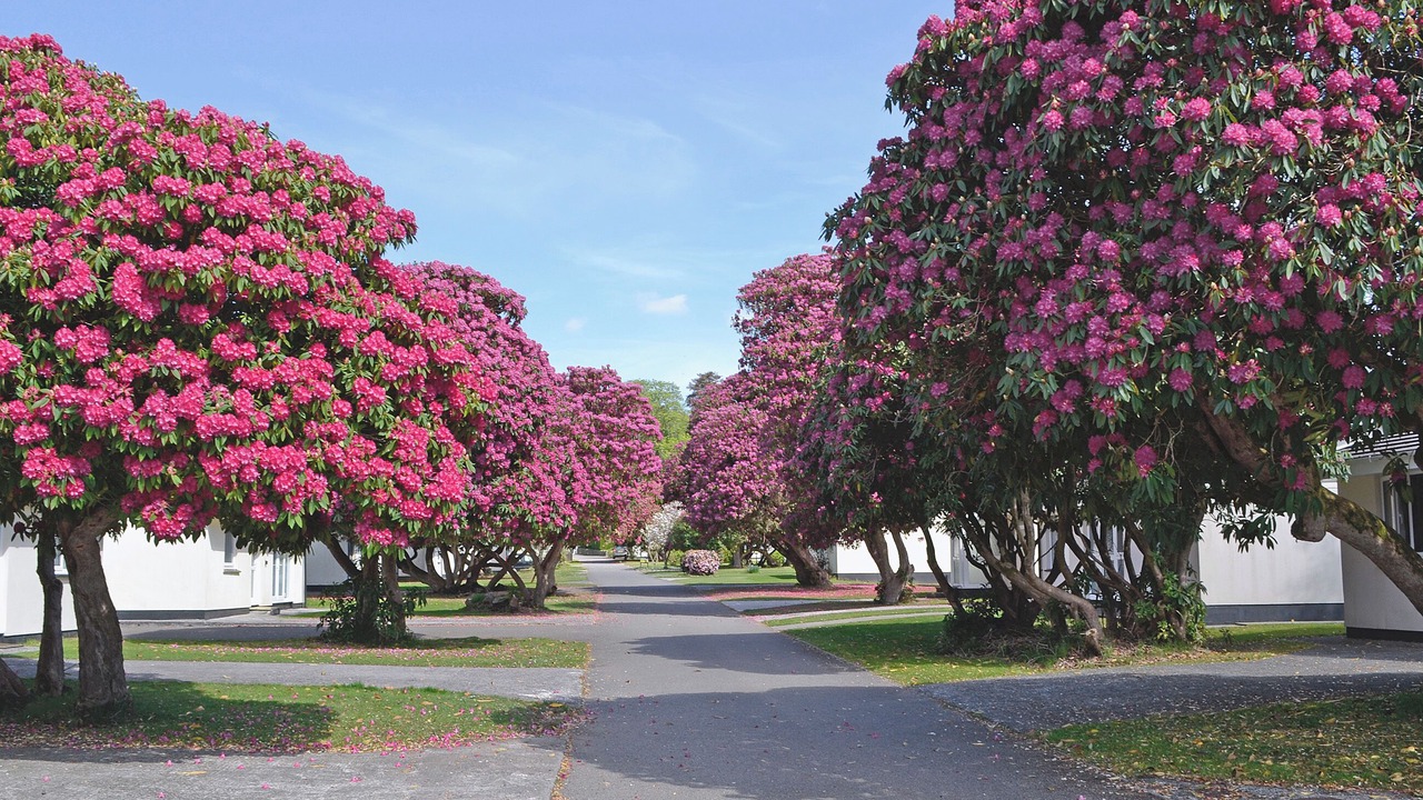 Photo of Others in Liskeard