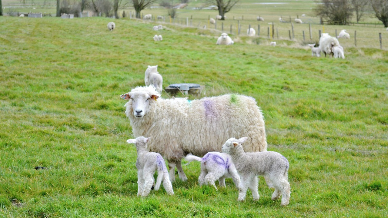 Photo of Others in Rye Foreign