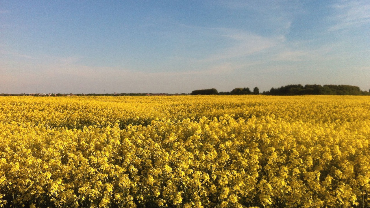 Photo of Others in Skegness
