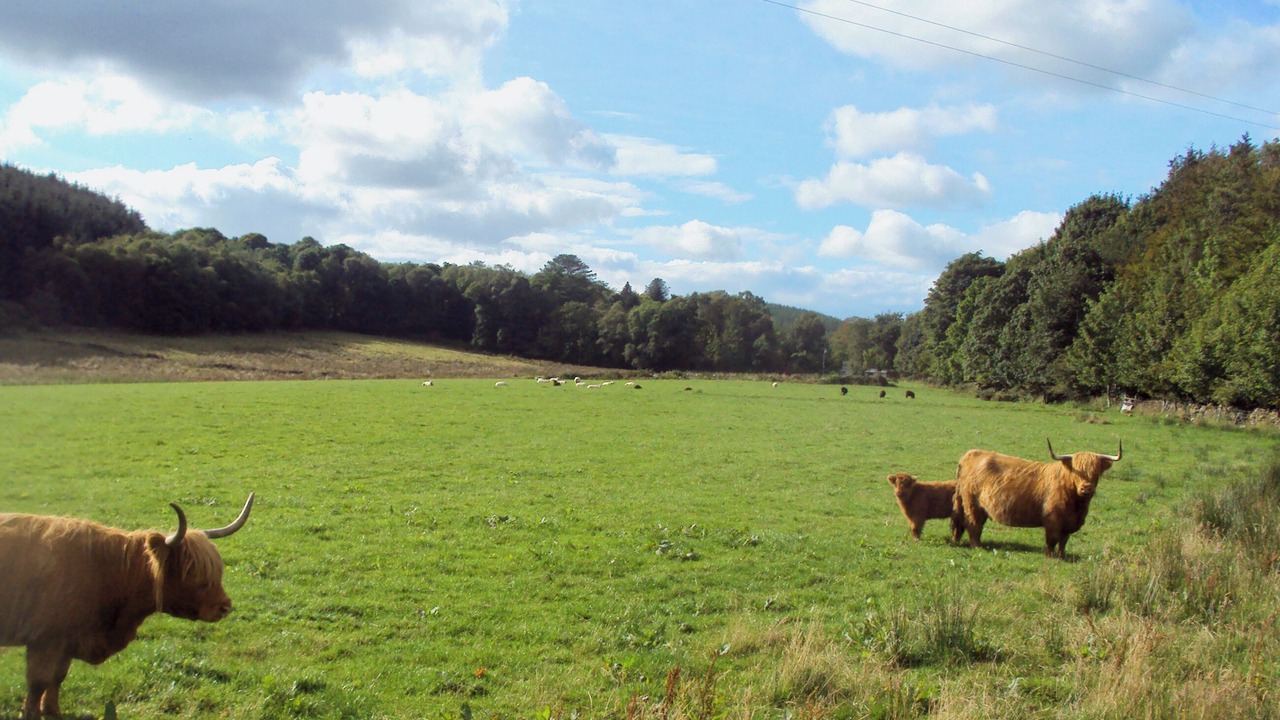 Photo of Others in Dalbeattie
