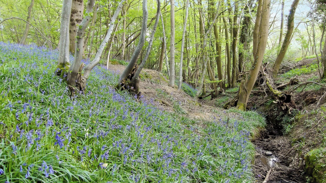 Photo of Others in Ashburnham