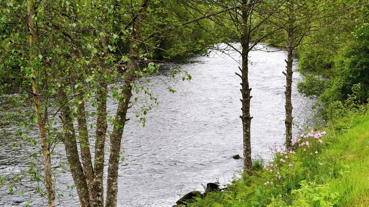 Photo of Others in Dalcherichart