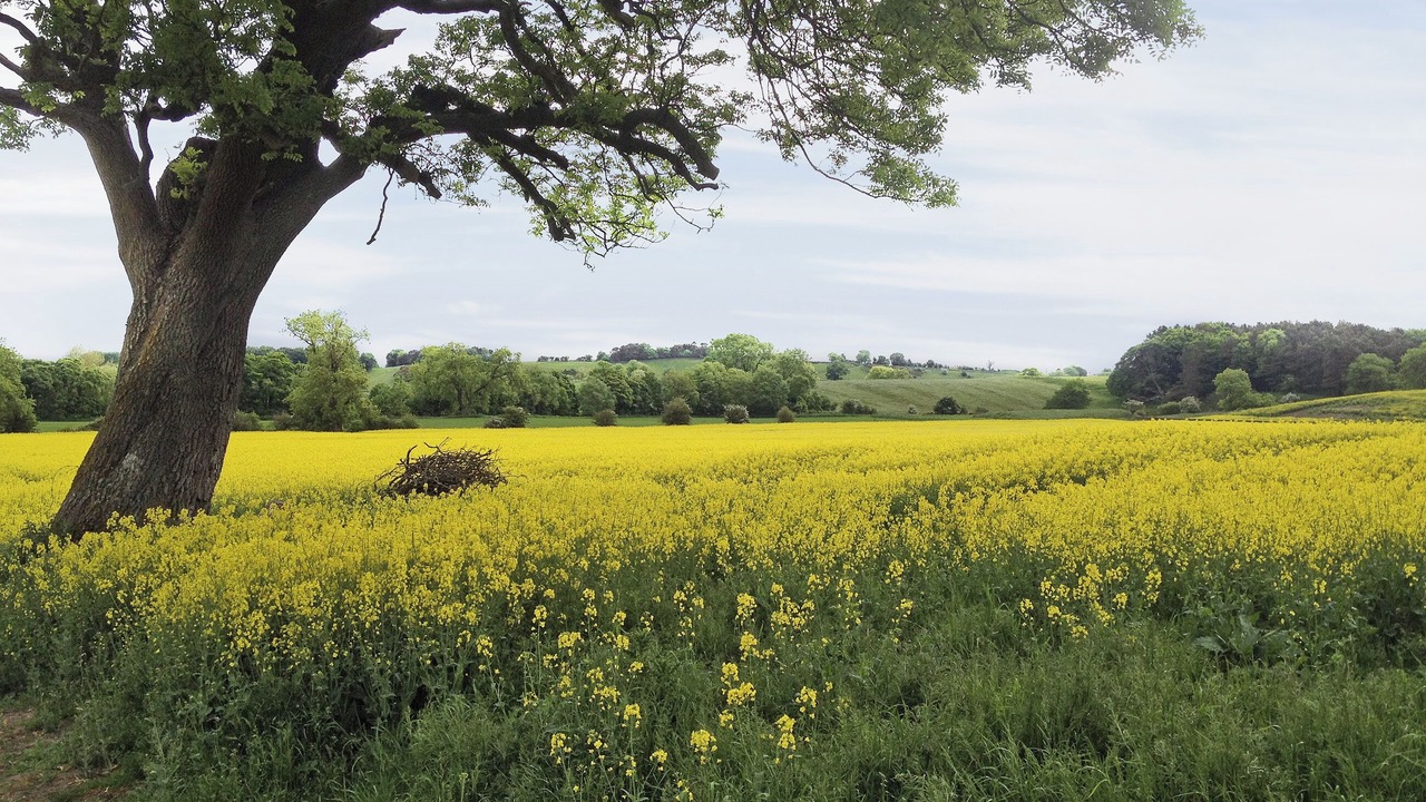 Photo of Others in Richmond