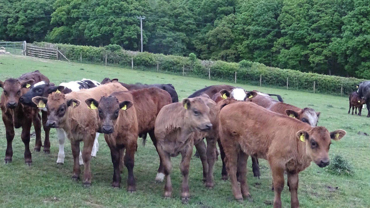 Photo of Others in Rhayader