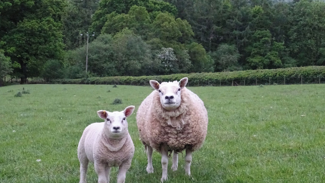 Photo of Others in Rhayader