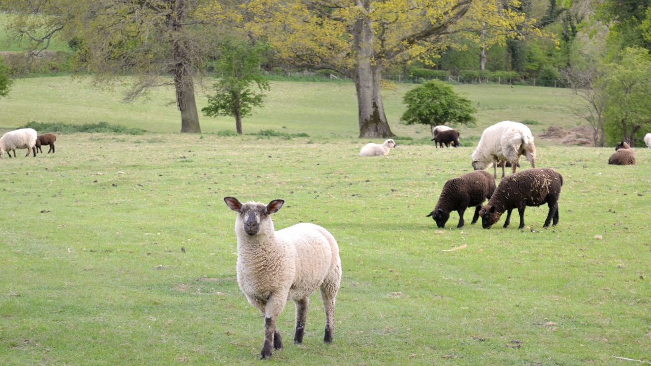 Photo of Others in Burwash