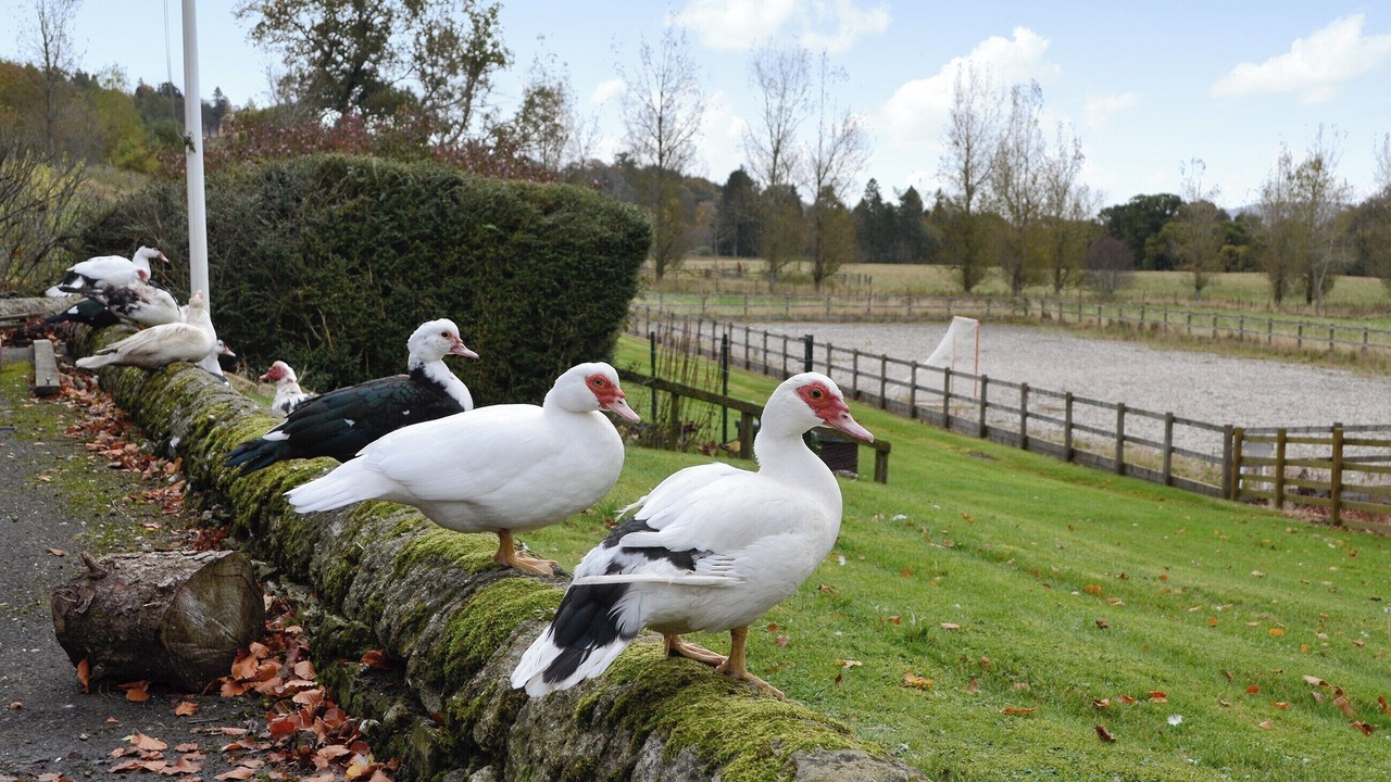 Photo of Others in Blairgowrie