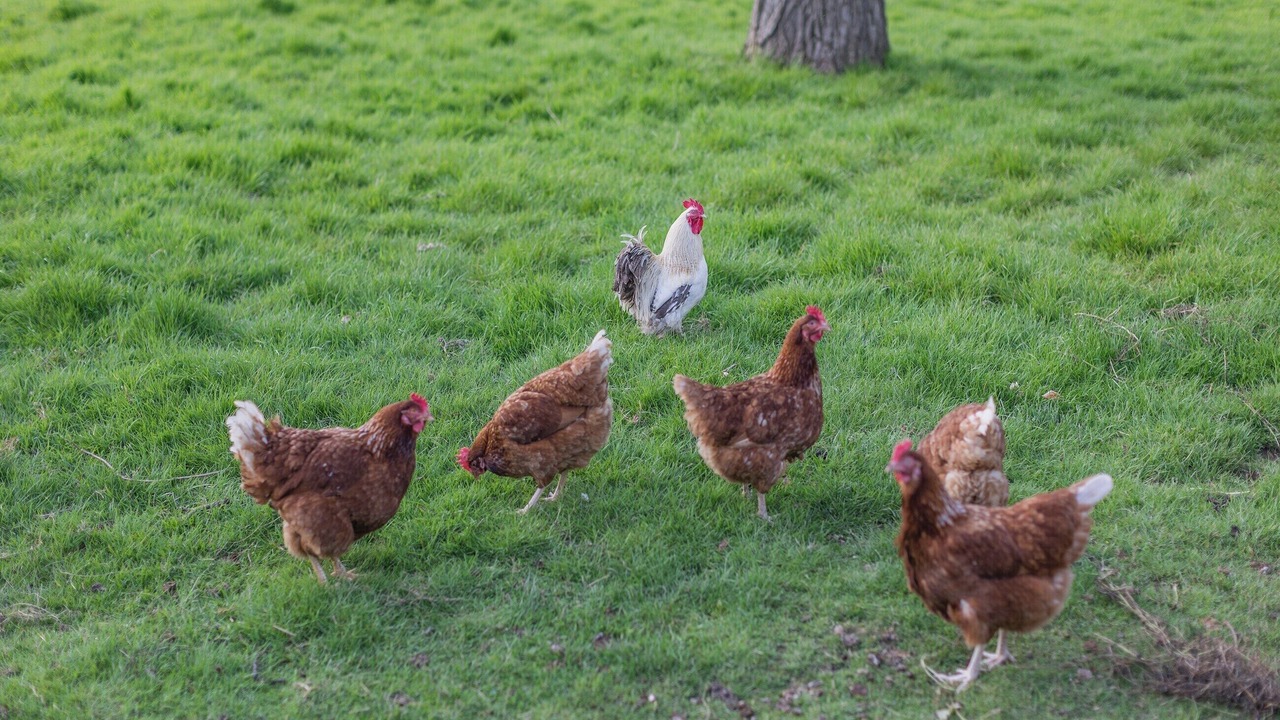 Photo of Outdoor in Willesborough