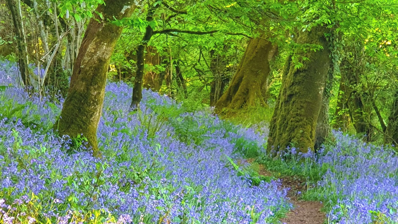 Photo of Others in St Teath