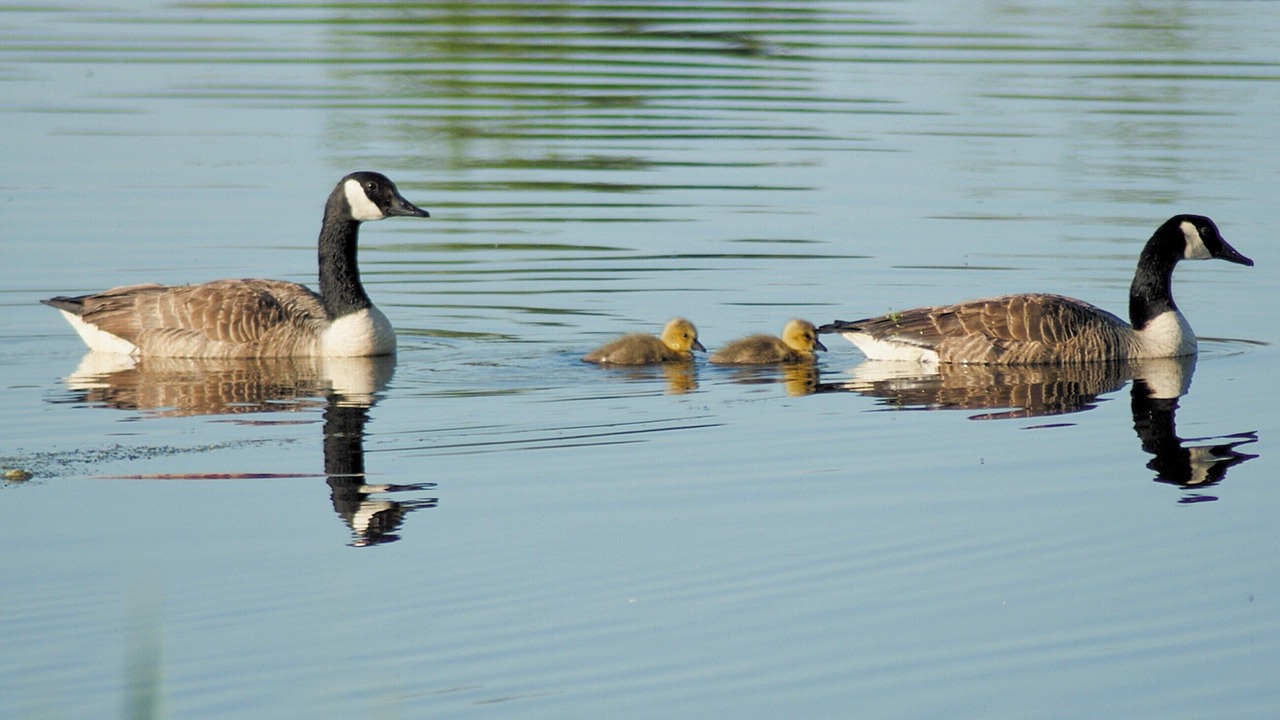 Photo of Others in Ferryhill