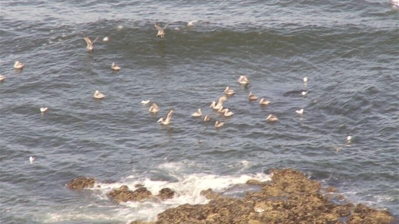 Photo of Others in Oceanside