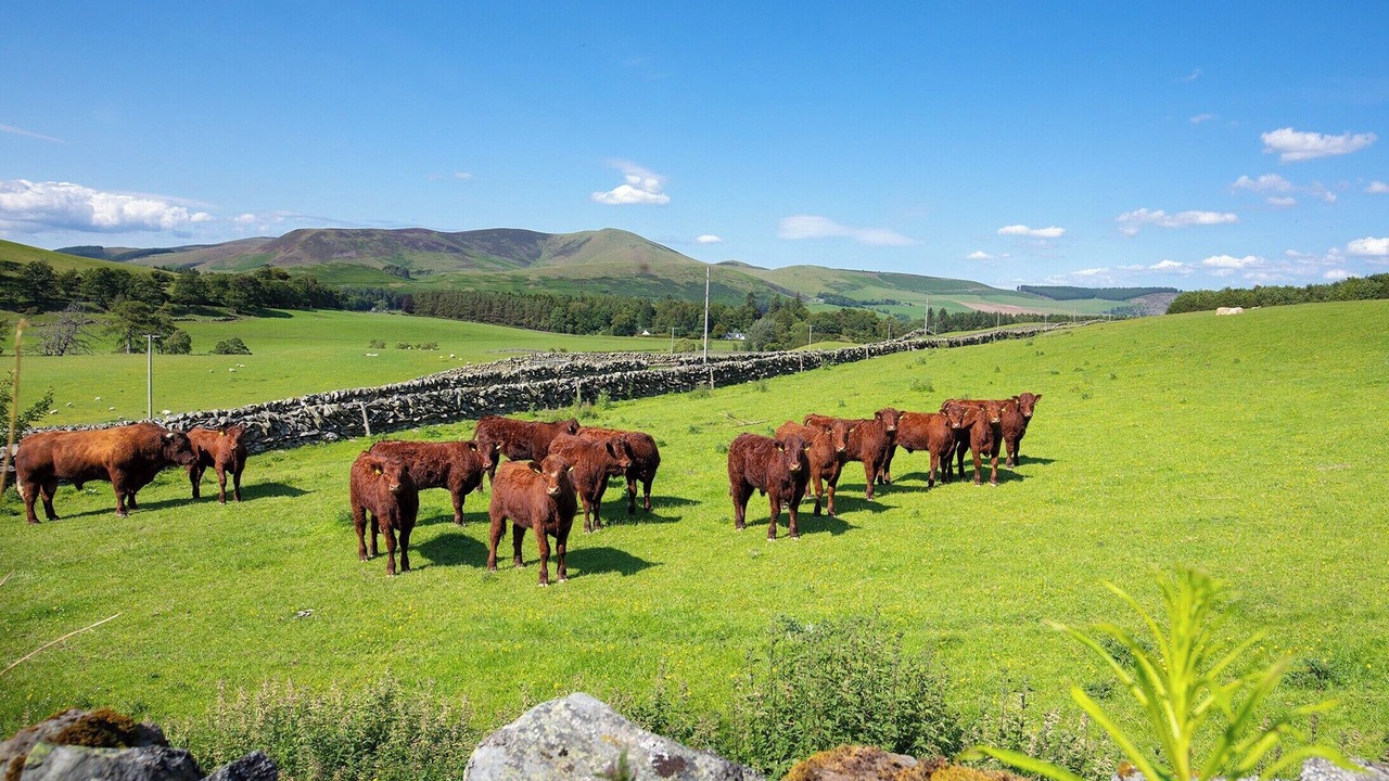 Photo of Others in Biggar