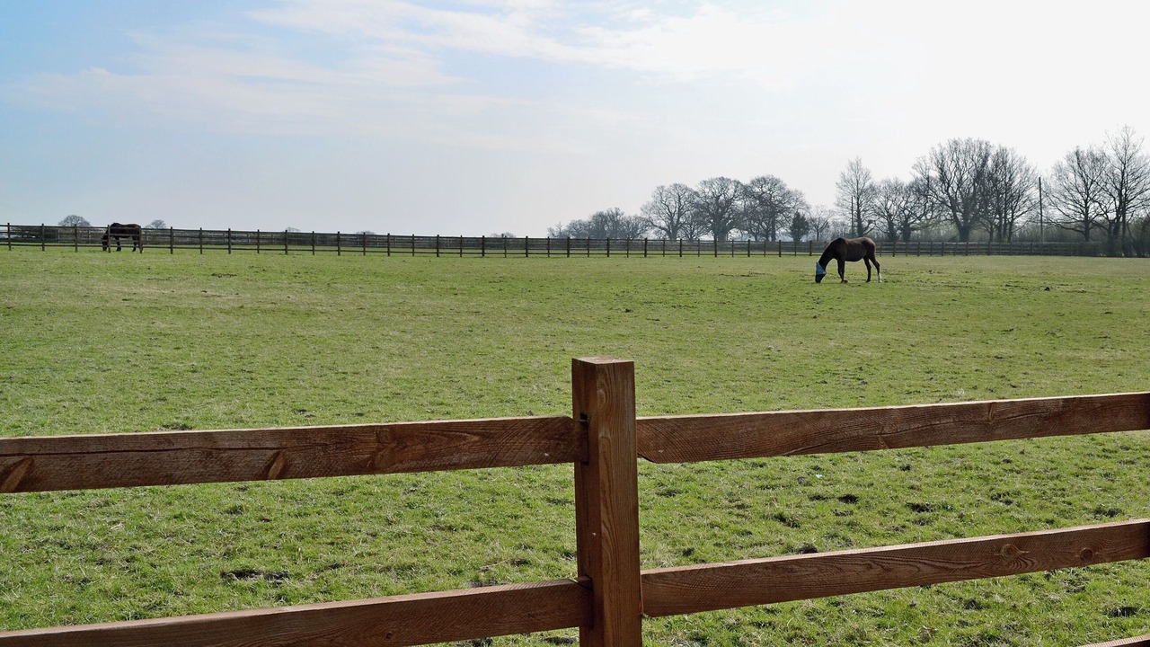 Photo of Others in King's Bromley