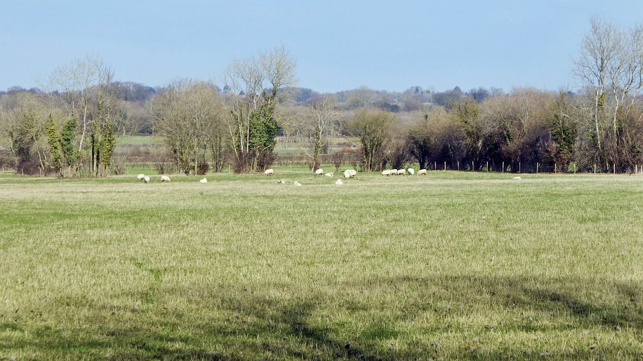 Photo of Others in Yaxham