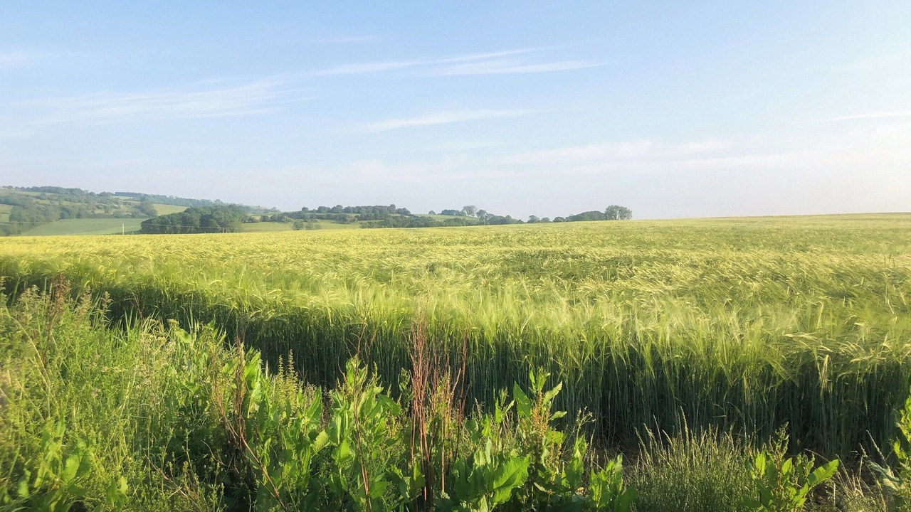 Photo of Others in Burythorpe