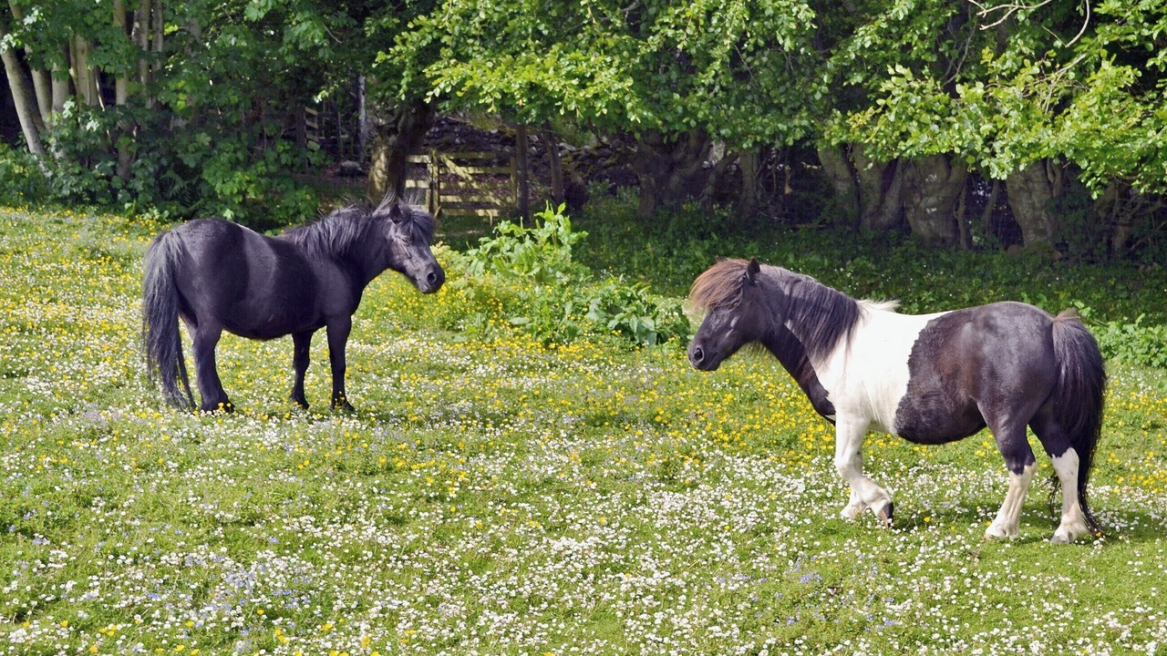Photo of Others in Strathpeffer