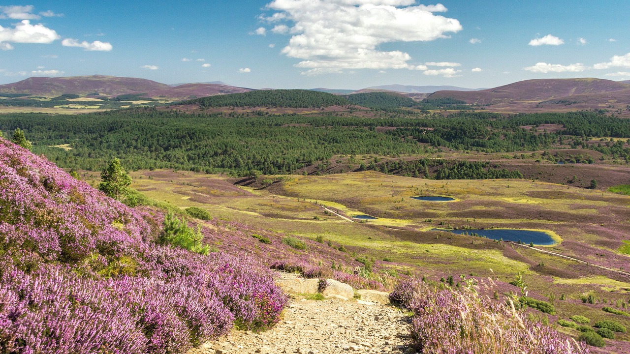 Photo of Others in Aviemore