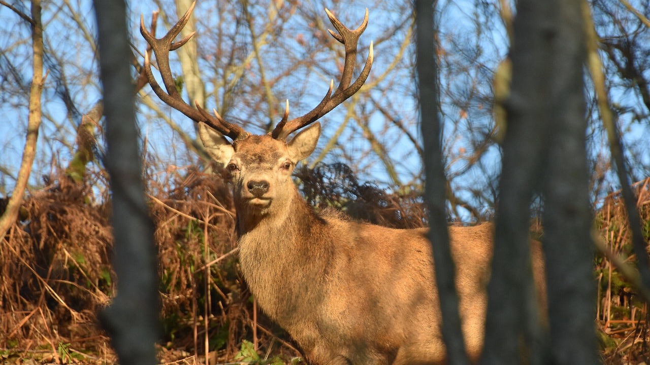 Photo of Others in Killin