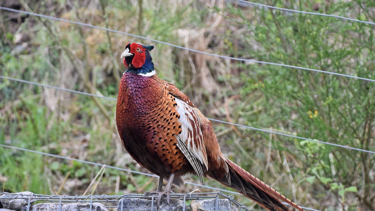 Photo of Others in Killin