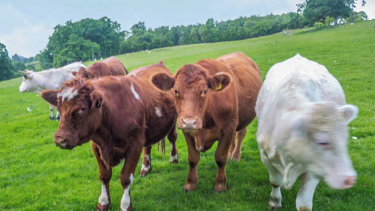 Photo of Others in Corwen