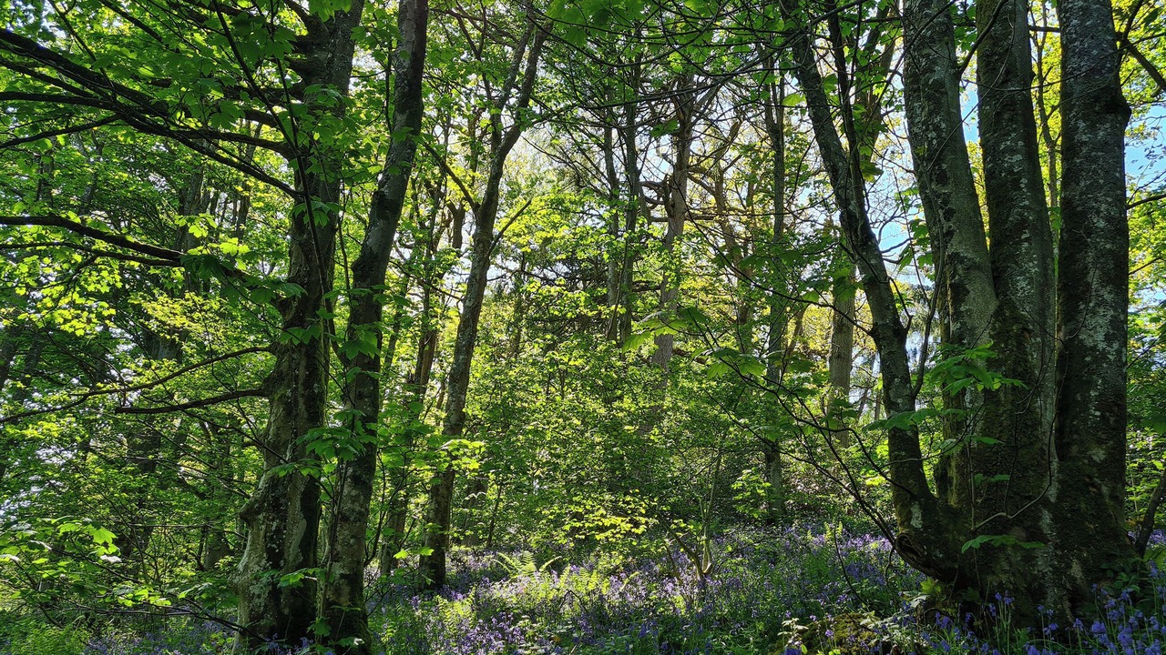 Photo of Others in Corwen