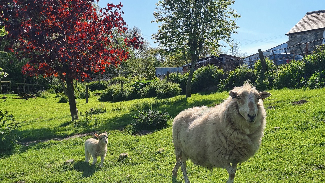 Photo of Others in Corwen