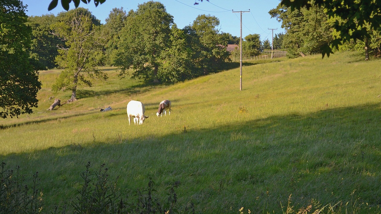 Photo of Others in Denton