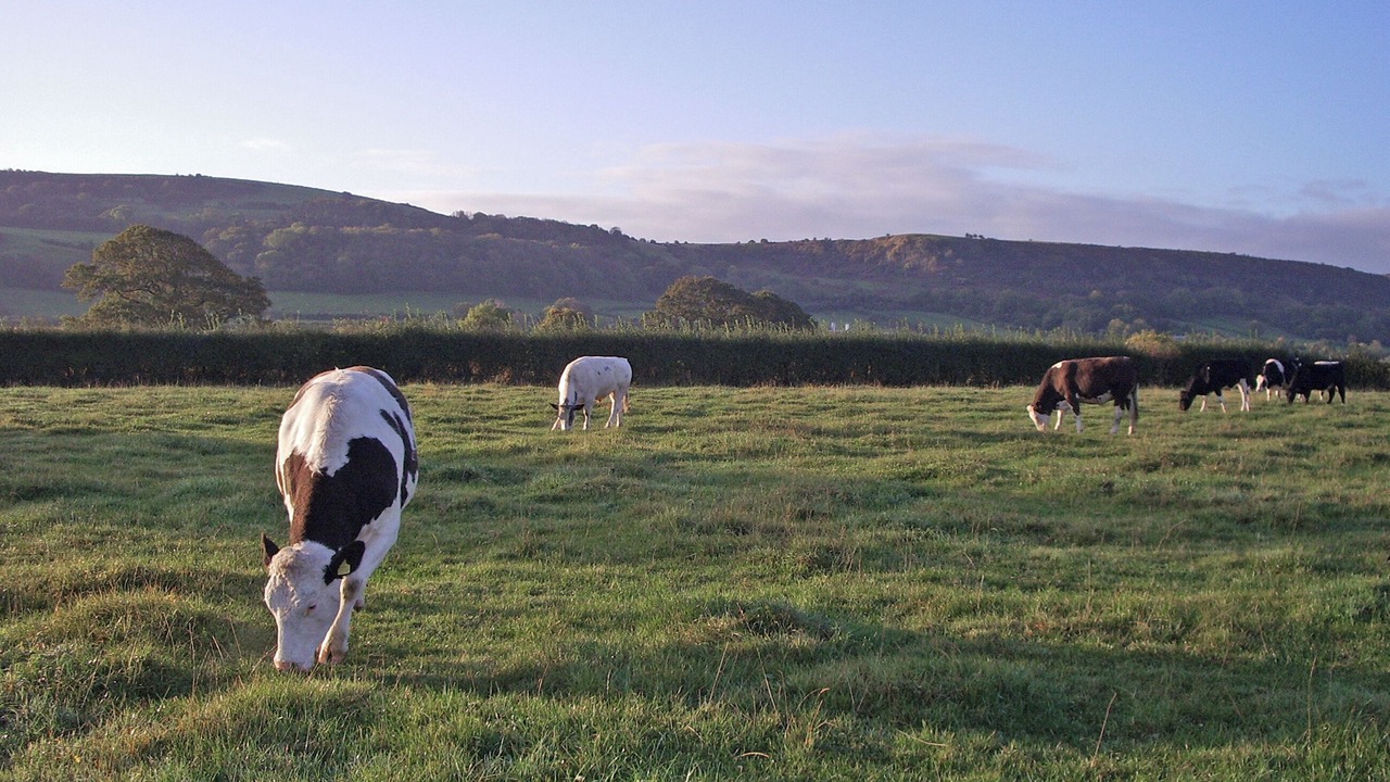 Photo of Others in Winscombe