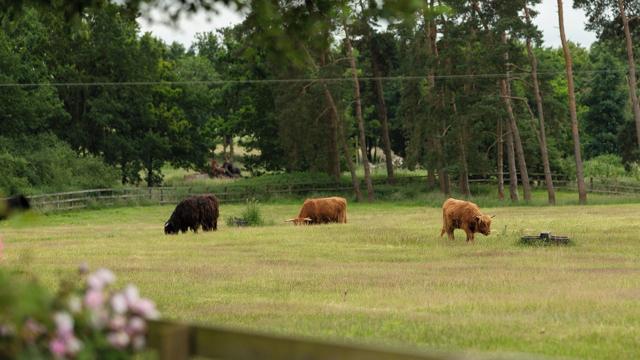 Photo of Others in Diss