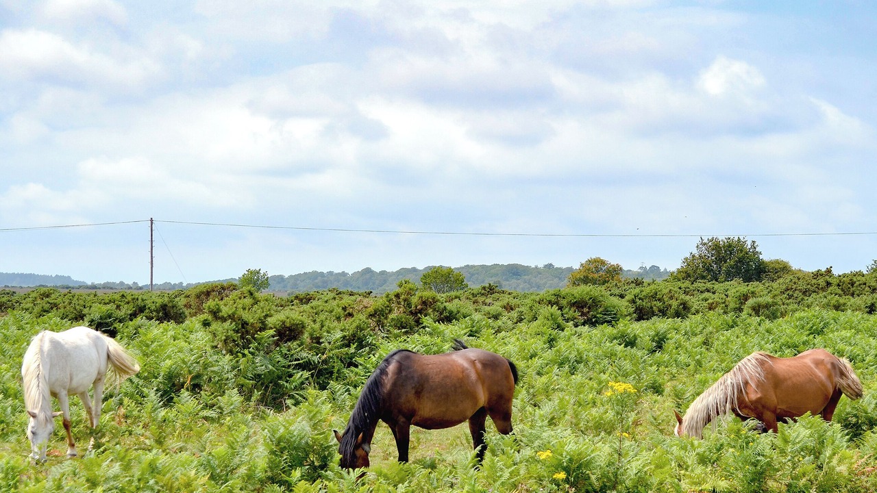 Photo of Others in New Forest District