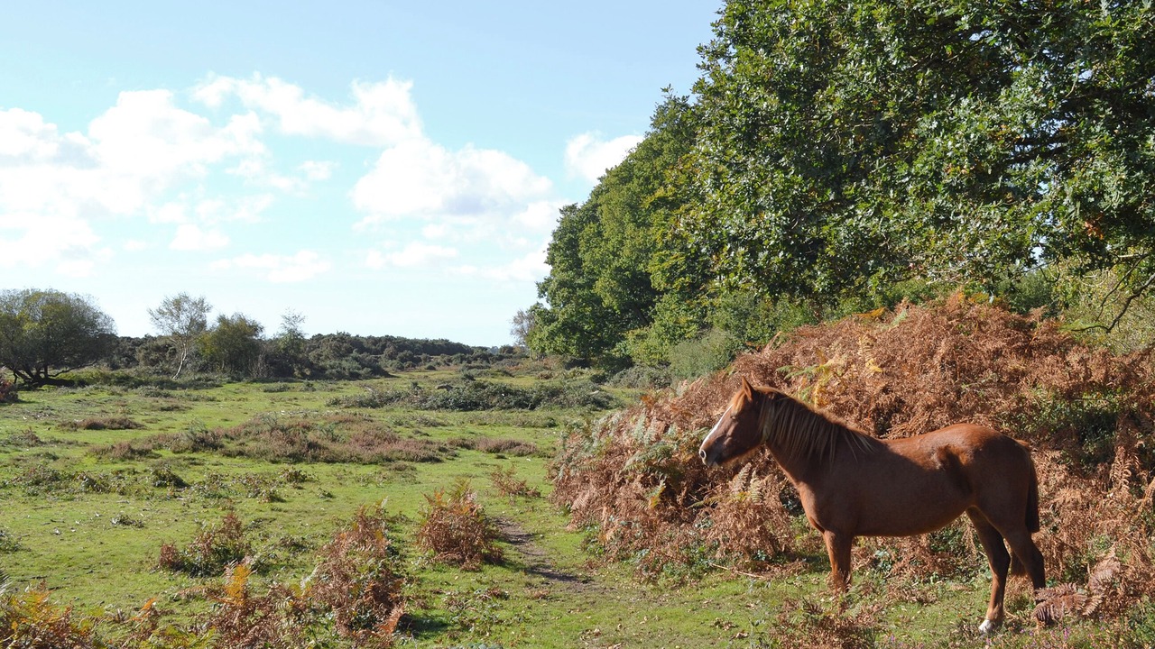 Photo of Others in New Forest District
