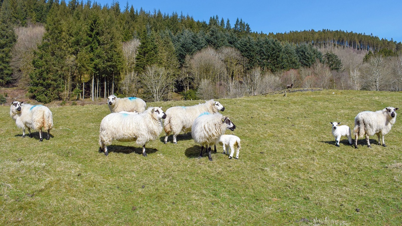 Photo of Others in Glandyfi