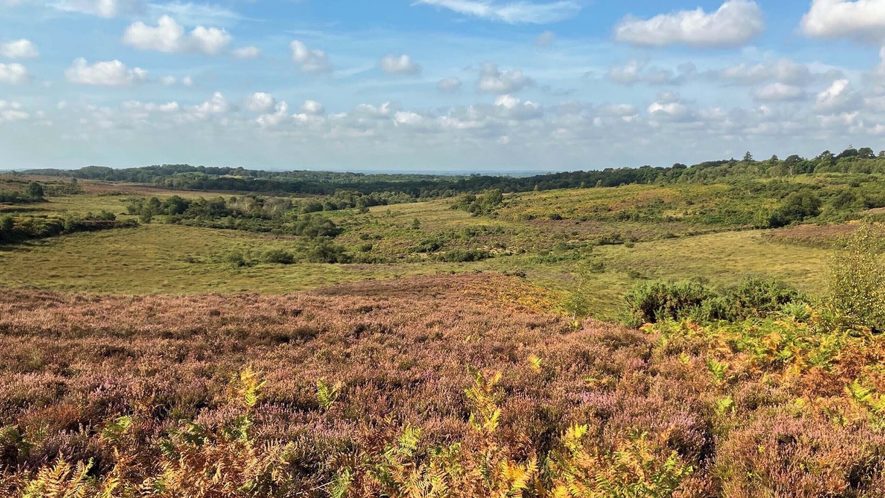 Photo of Others in New Forest District