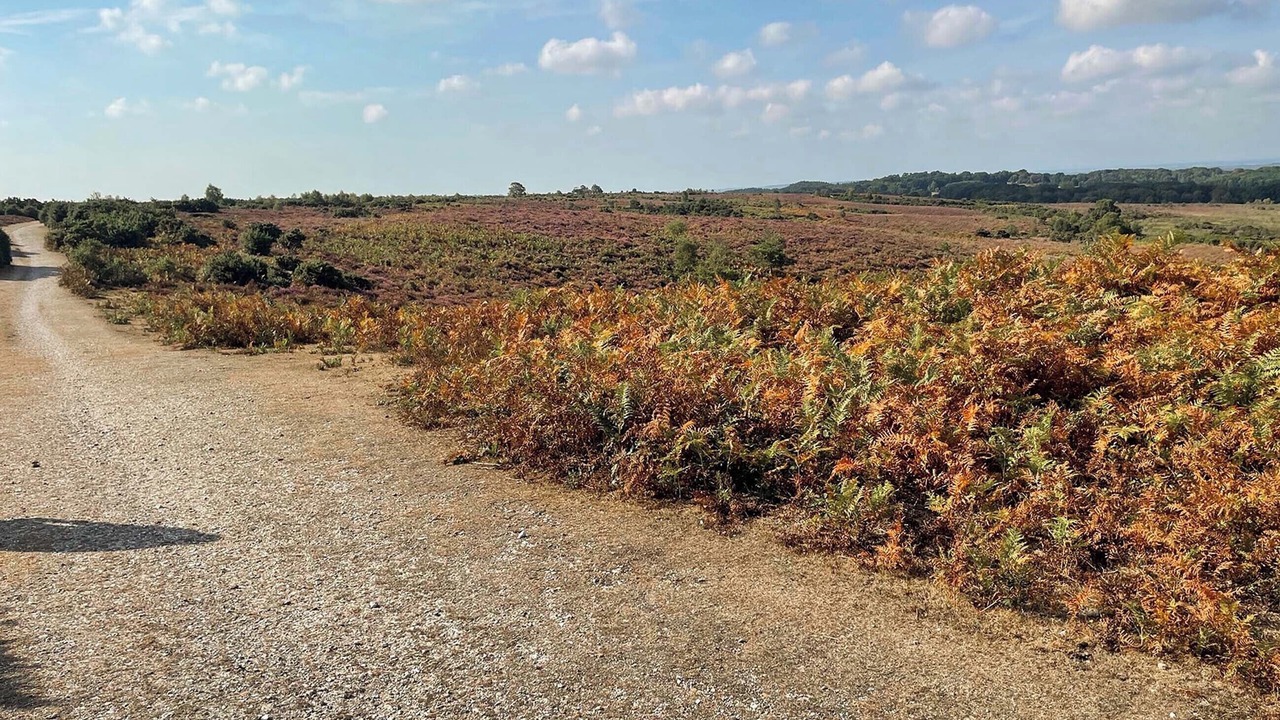 Photo of Others in New Forest District