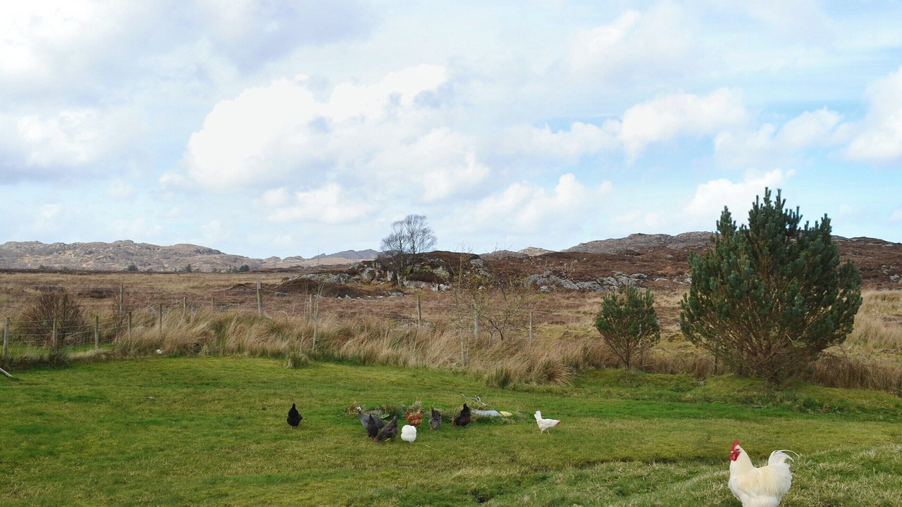 Photo of Others in Acharacle