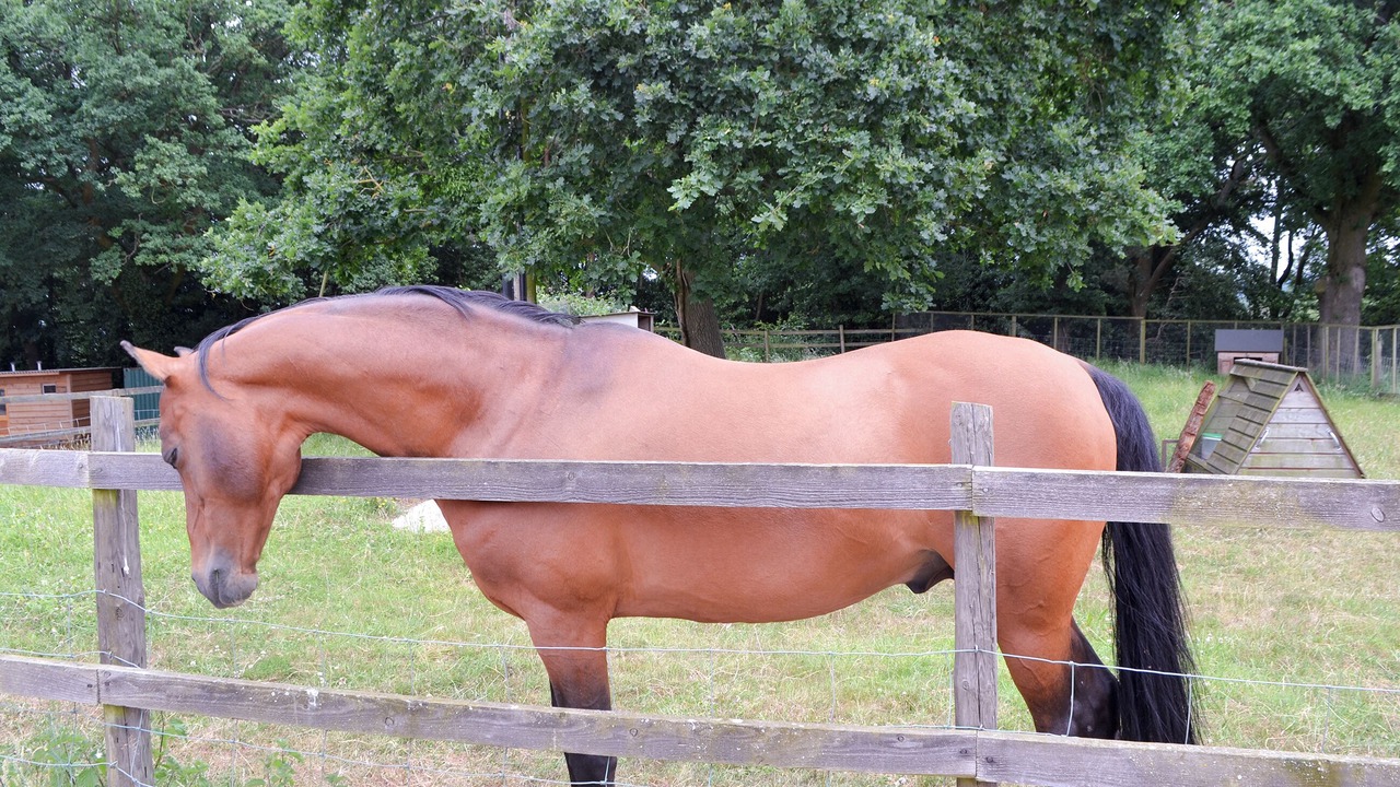 Photo of Others in New Forest District
