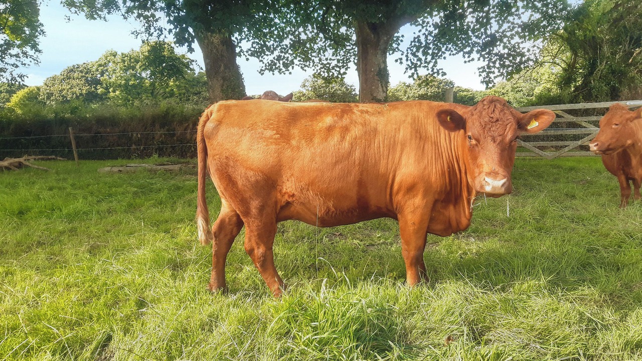 Photo of Others in Mount Hawke