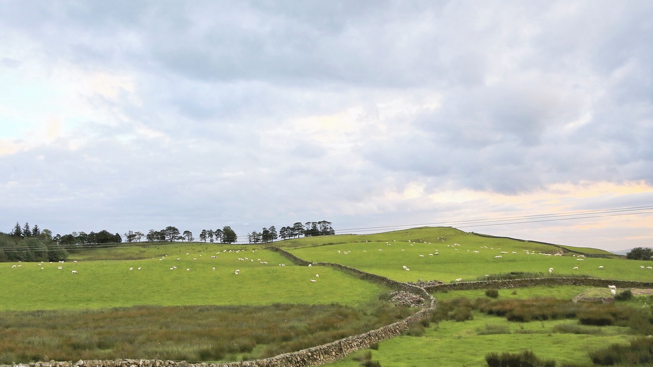 Photo of Others in Newbridge