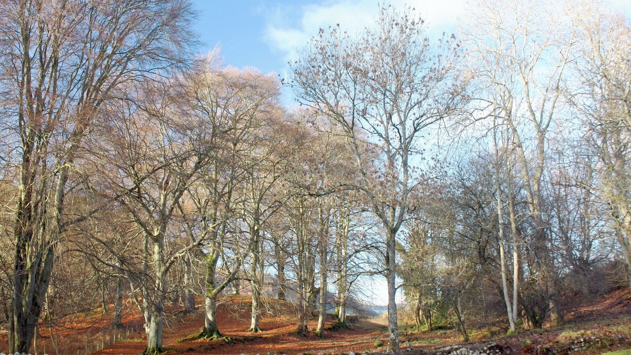 Photo of Outdoor in Murthly