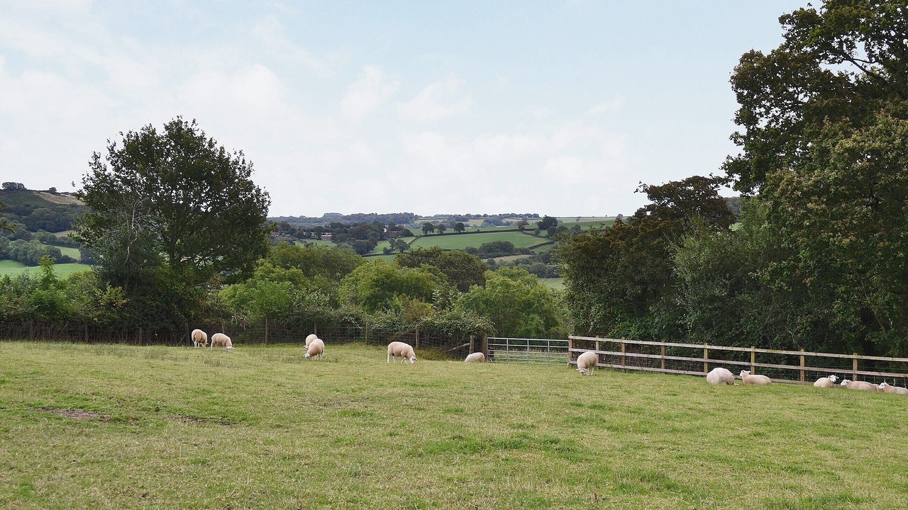 Photo of Others in Honiton