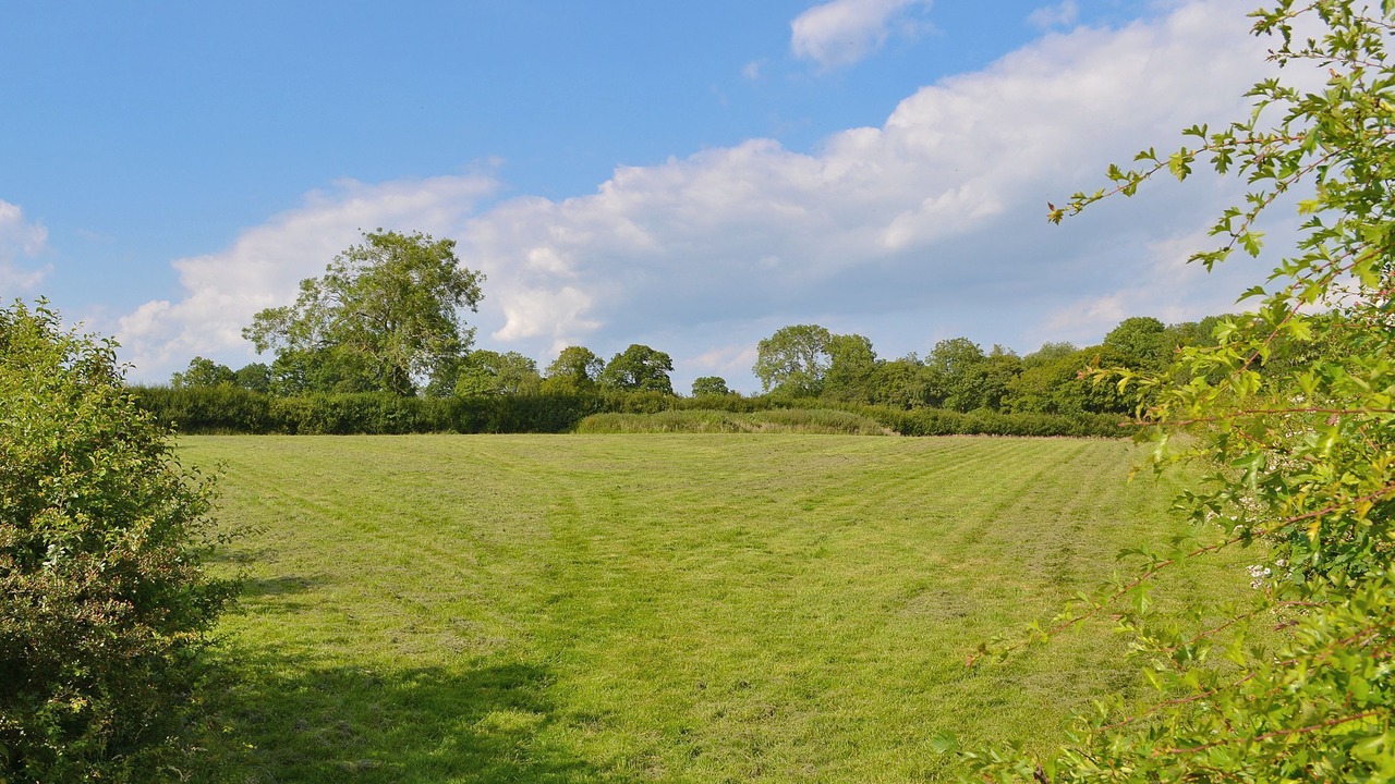 Photo of Others in Sheffield Green