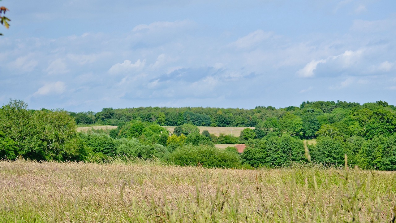 Photo of Others in Sheffield Green