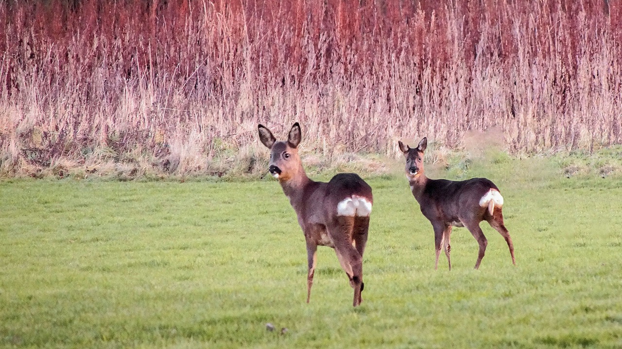 Photo of Outdoor in Sewerby