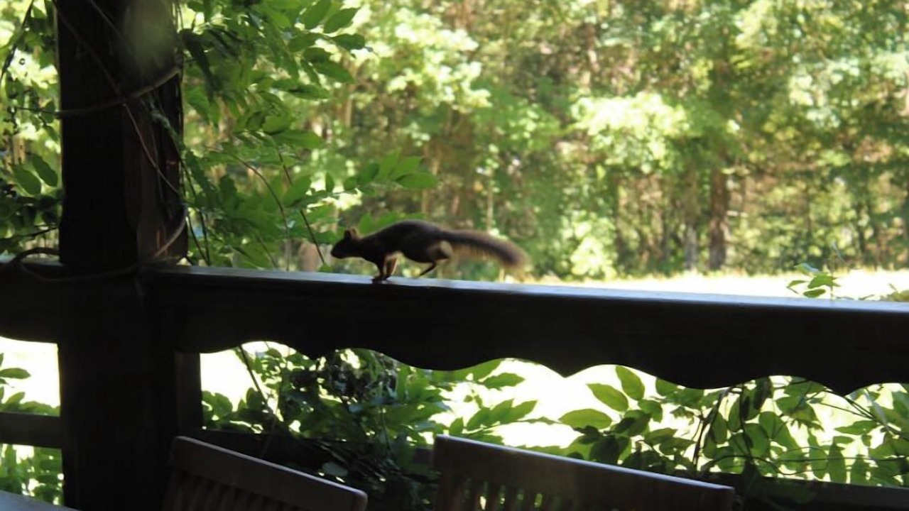 Photo of Others in Saint-Jean-de-Sixt