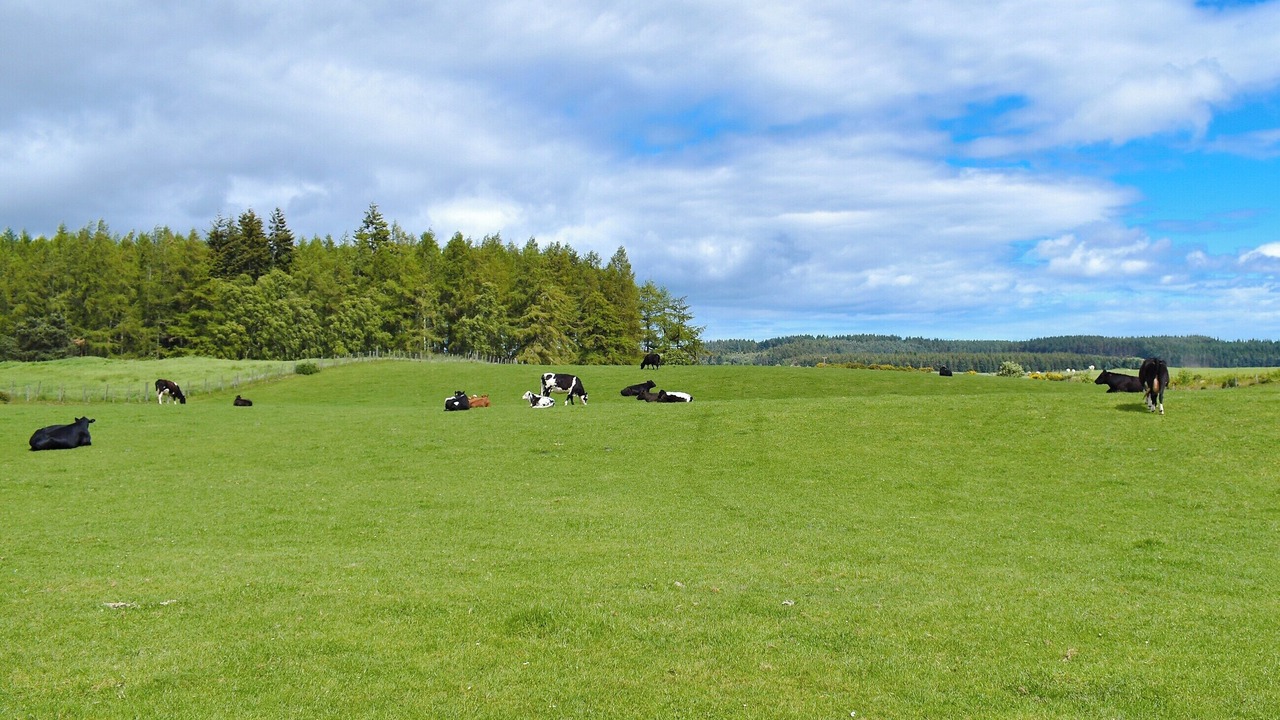 Photo of Others in Fochabers