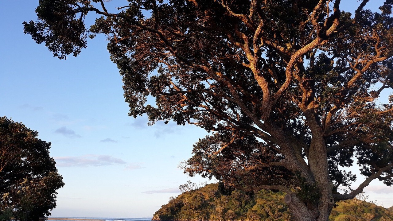 Photo of Others in Pataua