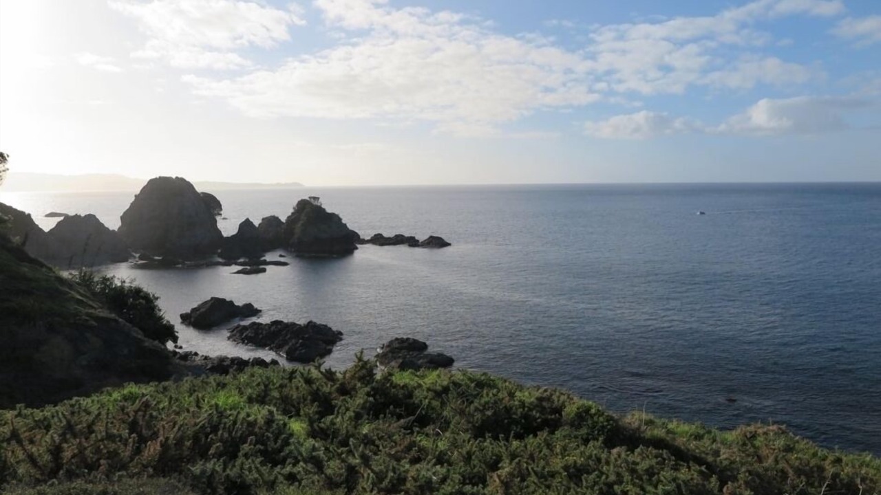 Photo of Others in Tawharanui