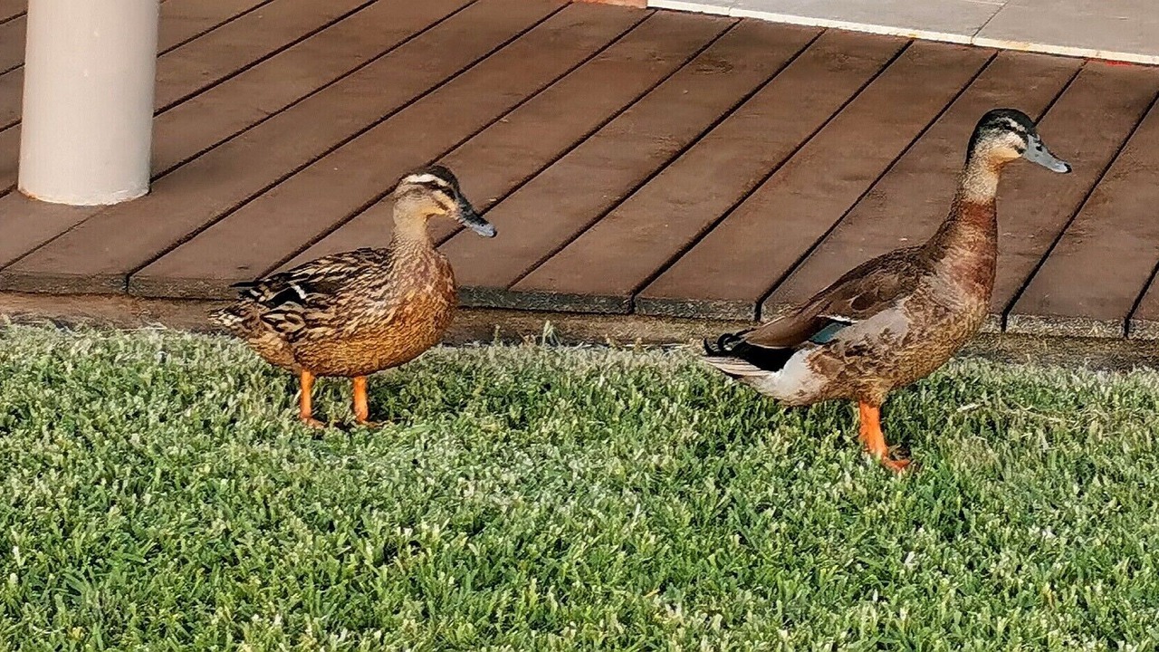 Photo of Outdoor in Point Clare