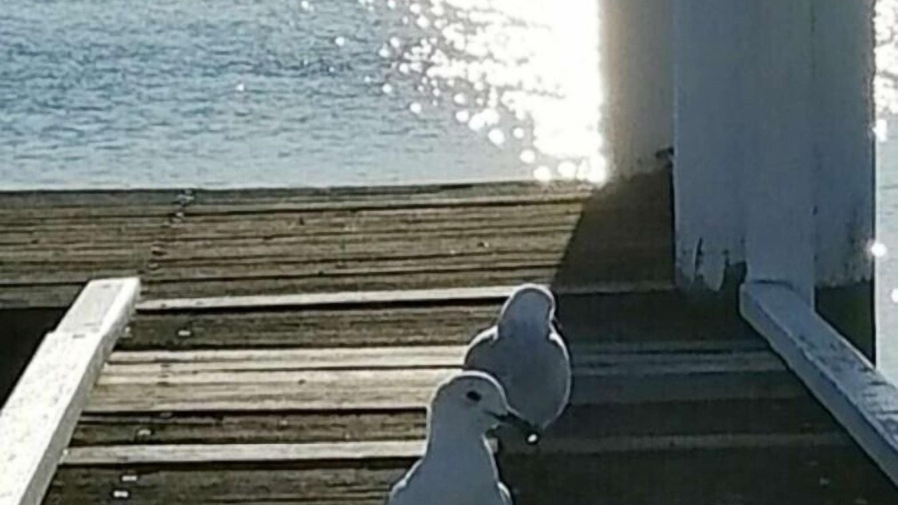 Photo of Outdoor in Point Clare