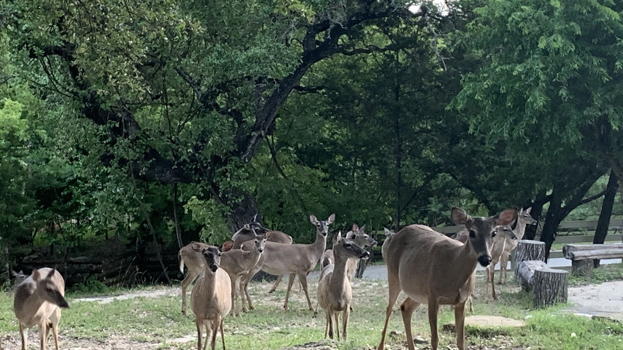 Photo of Others in Wimberley